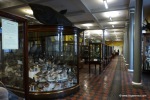 Interior of the Natural History Museum